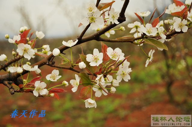 灌阳雪梨-14.jpg