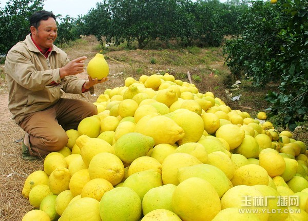 容县沙田柚-10.jpg