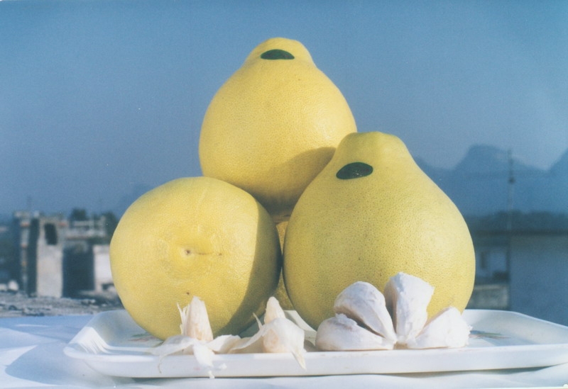 容县沙田柚-13.jpg