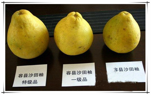 容县沙田柚-29.jpg