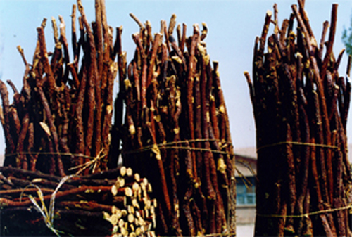甘草-3.jpg