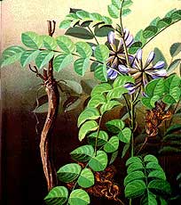 甘草-5.jpg