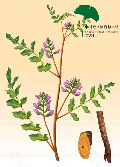 甘草-9.jpg