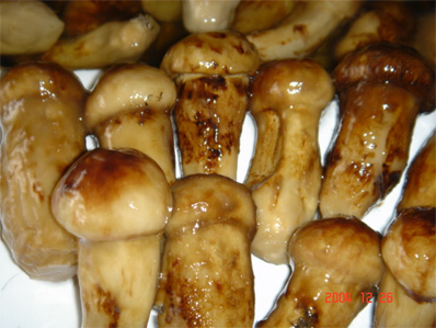 松茸-1.jpg
