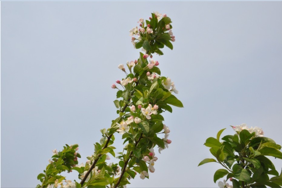 越溪春-海棠节-6.jpg