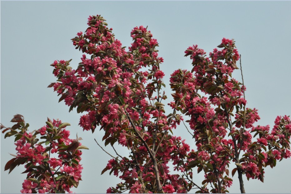 越溪春-海棠节-7.jpg