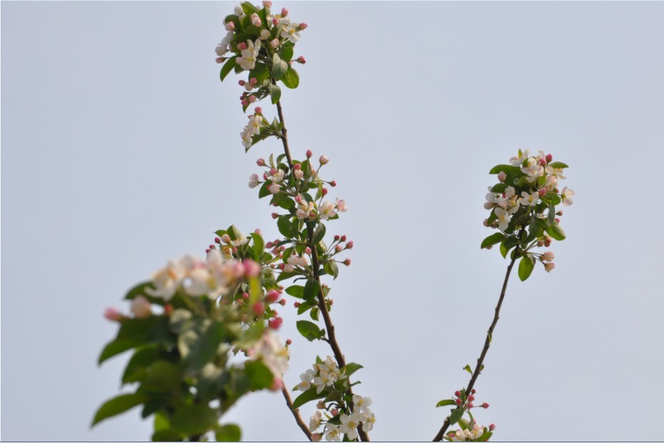 越溪春-海棠节-8.jpg