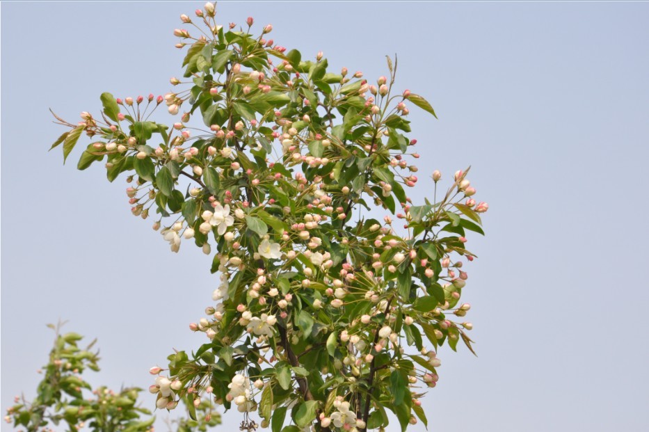 越溪春-海棠节-9.jpg