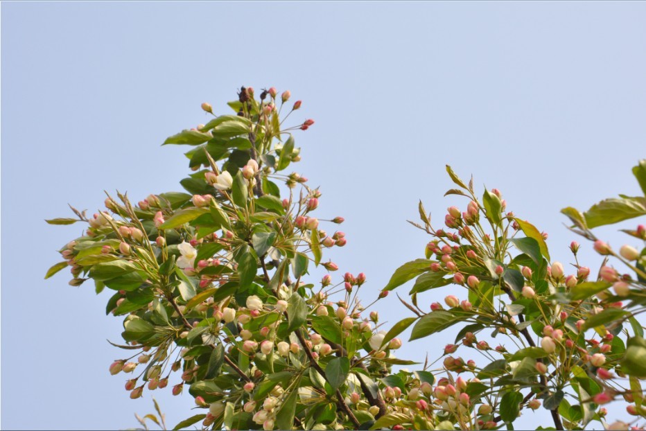 越溪春-海棠节-12.jpg