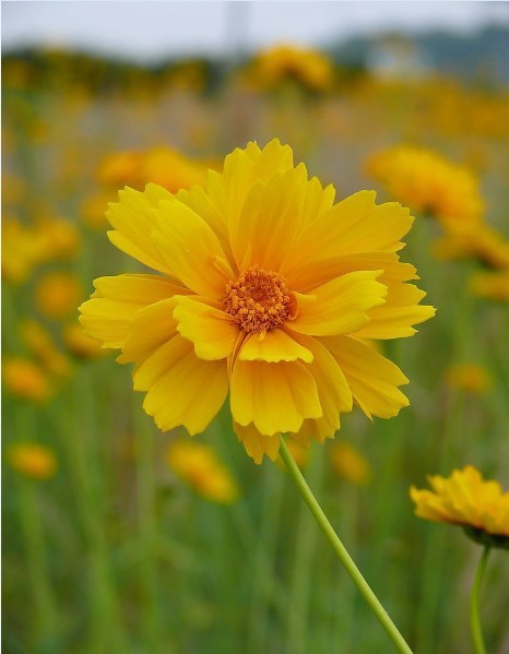 【乡观美图】菊花台-5.jpg
