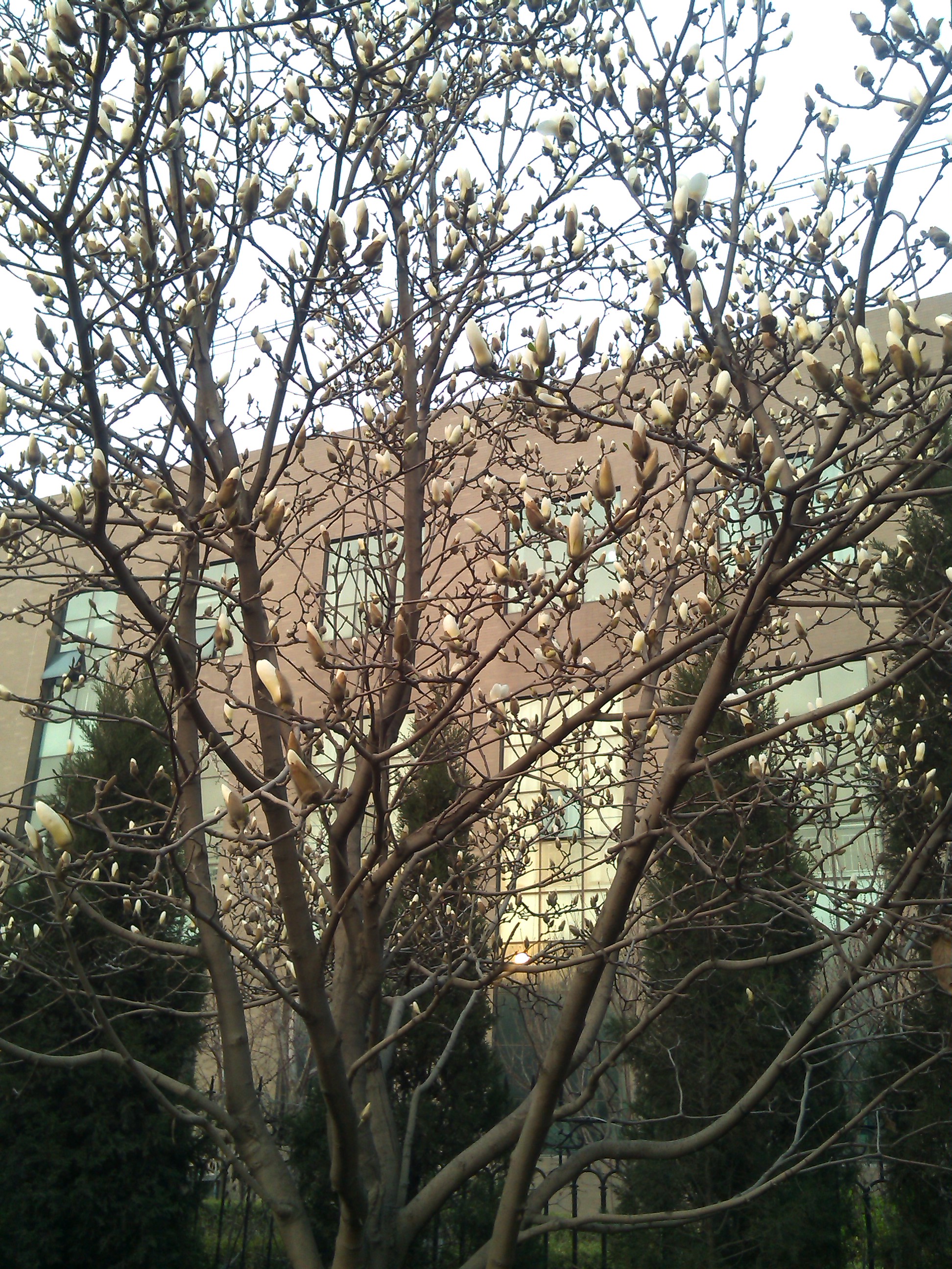 IMG_20130315_173524.jpg