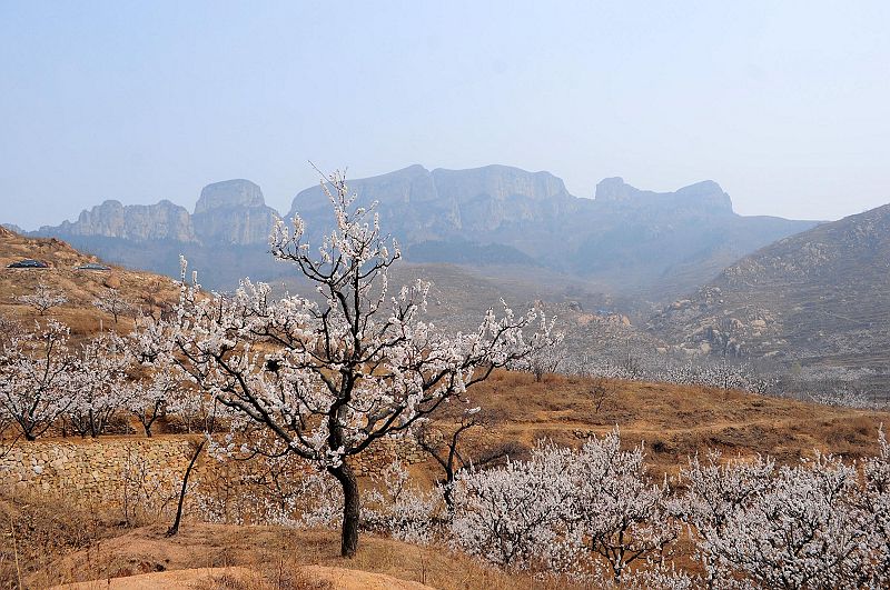 2013年3月23日，山东济南仲宫九重天风景区万亩杏田入画来。 (65).jpg