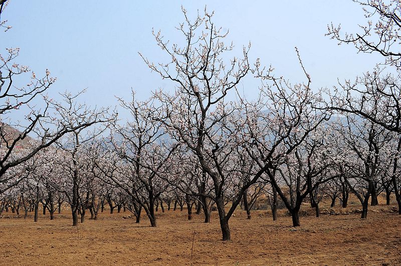 2013年3月23日，山东济南仲宫九重天风景区万亩杏田入画来。 (2).jpg