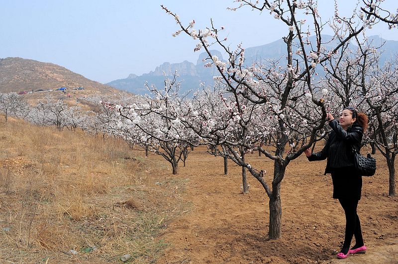 2013年3月23日，山东济南仲宫九重天风景区万亩杏田入画来。 (3).jpg