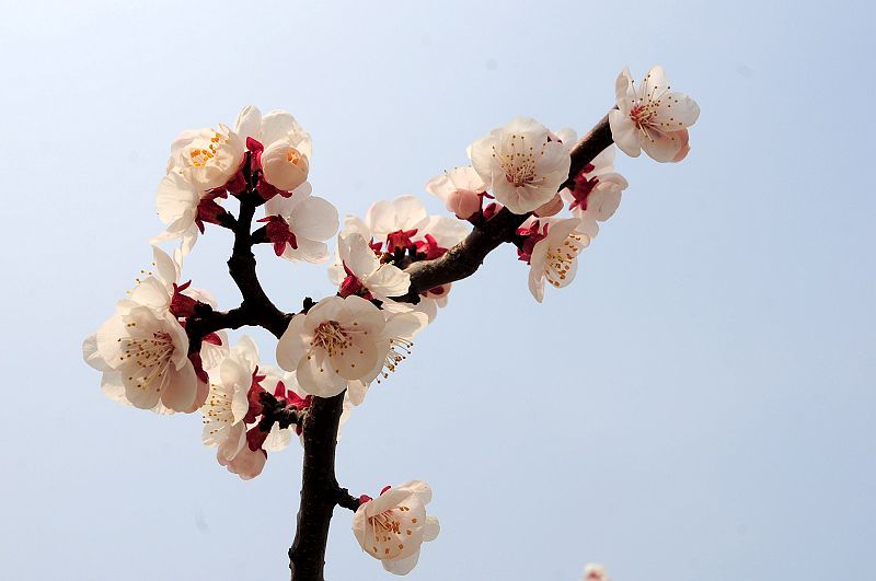 2013年3月23日，山东济南仲宫九重天风景区万亩杏田入画来。 (13).jpg