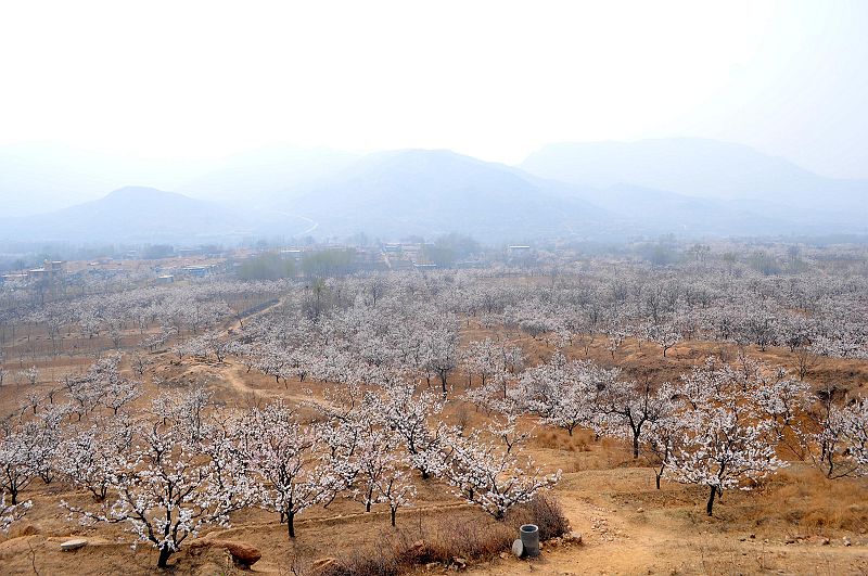 2013年3月23日，山东济南仲宫九重天风景区万亩杏田入画来。 (22).jpg