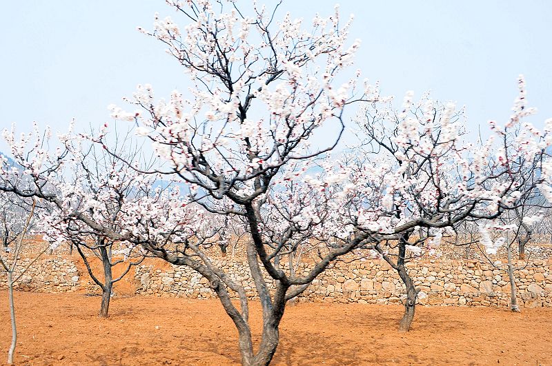 2013年3月23日，山东济南仲宫九重天风景区万亩杏田入画来。 (24).jpg