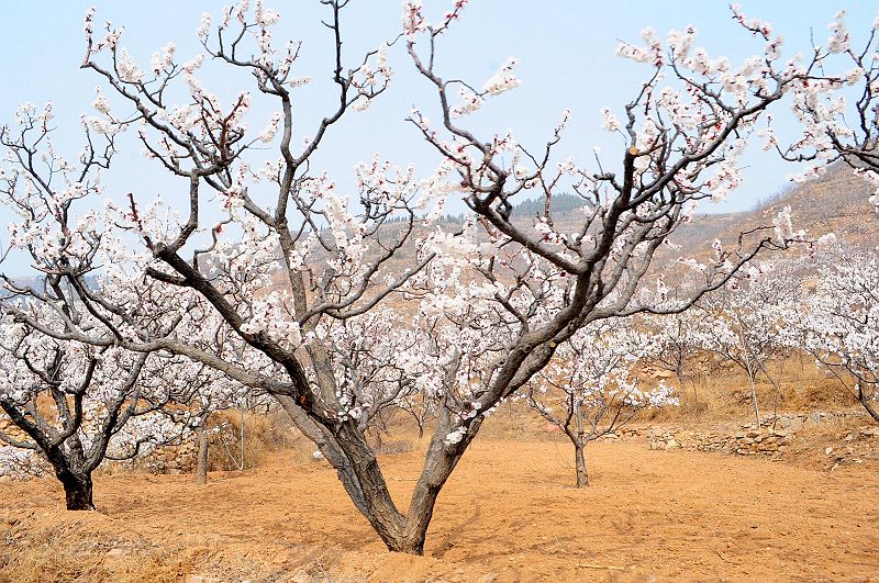 2013年3月23日，山东济南仲宫九重天风景区万亩杏田入画来。 (26).jpg