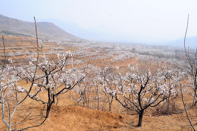2013年3月23日，山东济南仲宫九重天风景区万亩杏田入画来。 (30).jpg