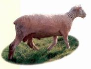 8NH6CAP0K3P2CAFR0P02CAIWN5GYCANNTV2LCA6DW1X3CAMJBILBCAS335BTCA688MIOCAS9LQMPCAK9.jpg
