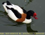 0CAHX6RHCCA7F0H9RCAJGY4EQCAVGZG0UCACMM2ECCA2XF82CCAKI7SZ0CA5VESEKCAB8FXB3CAU3MKA.jpg