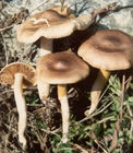 1CA4CQP5HCAA2C0QPCAYCYNXUCAQHFV6ICAFQGVFPCA99LD3XCAFCB1UJCAZIJDWZCAGXSTE2CAFJVH1.jpg