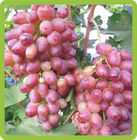 5CAK9399GCA3K25W9CAV6WJRTCAR1GYZLCAR02Y6NCAUC6Y81CAF3K77RCATZUW9LCAYIKKE3CA79IUS.jpg