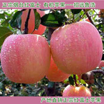810570066_173755534_search.jpg
