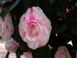 201241211955_s.jpg