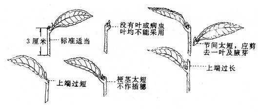 201012081241311846.jpg