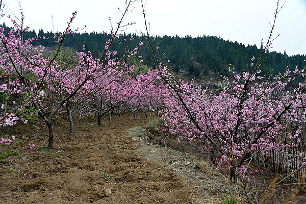 山东济南：春风扑面百花香 桃梨竟妍正芬芳