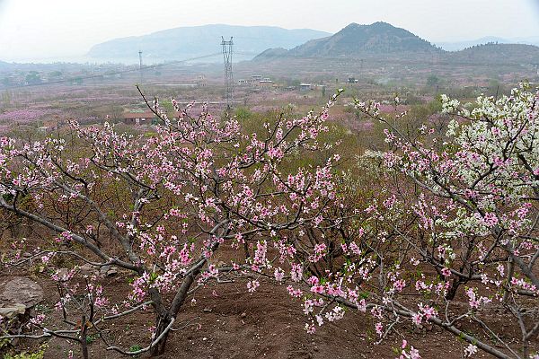 山东济南：春风扑面百花香 桃梨竟妍正芬芳