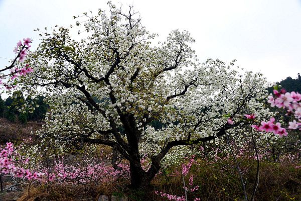 山东济南：春风扑面百花香 桃梨竟妍正芬芳