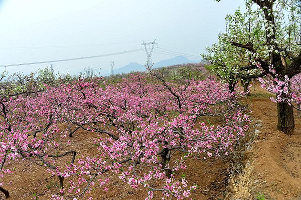 山东济南：春风扑面百花香 桃梨竟妍正芬芳