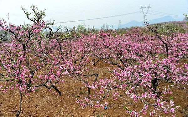 山东济南：春风扑面百花香 桃梨竟妍正芬芳