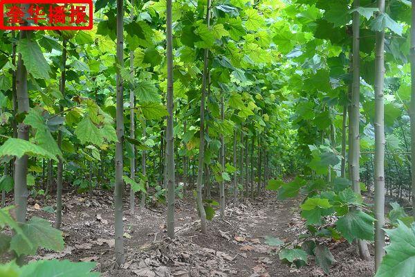 2014年8月28日，茌平县小杨屯村种植的绿化苗木。