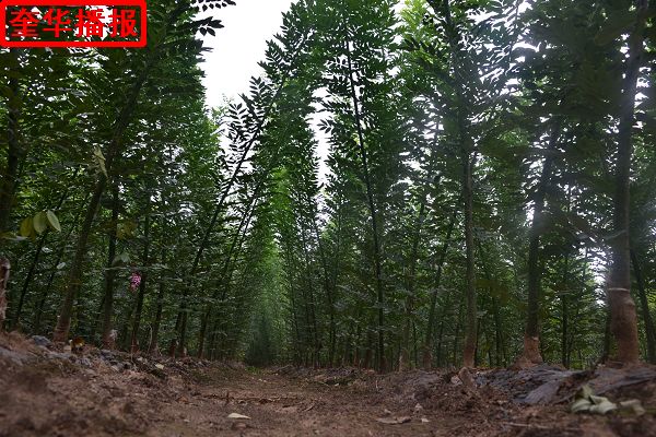 2014年8月28日，茌平县小杨屯村种植的绿化苗木。