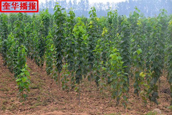2014年8月28日，茌平县小杨屯村种植的绿化苗木。
