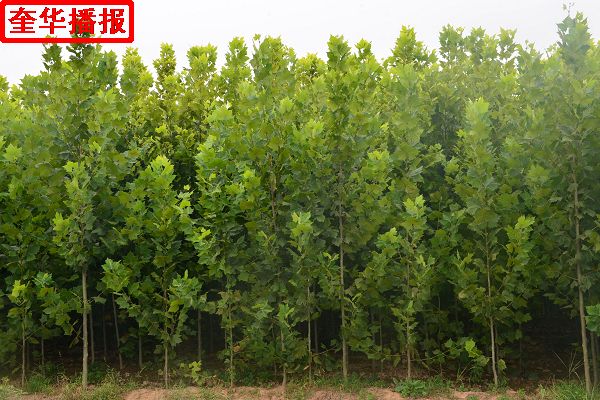 2014年8月28日，茌平县小杨屯村种植的绿化苗木。