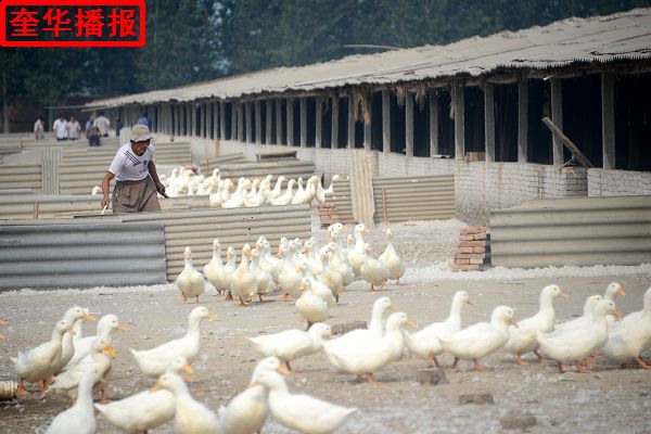 2014年8月29日，村民在茌平县振兴街道吴官屯村山东小杨屯鸭业科贸有限公司良种鸭第五繁育场赶鸭。