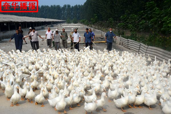 2014年8月29日，村民在茌平县振兴街道吴官屯村山东小杨屯鸭业科贸有限公司良种鸭第五繁育场赶鸭。
