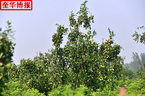2014年9月13日星期六，聊城市民及济南、青岛的游客来到山东省茌平县肖庄镇圆铃大枣生态园里，进行自由采摘， ...