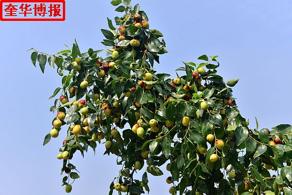 2014年9月13日星期六，聊城市民及济南、青岛的游客来到山东省茌平县肖庄镇圆铃大枣生态园里，进行自由采摘， ...