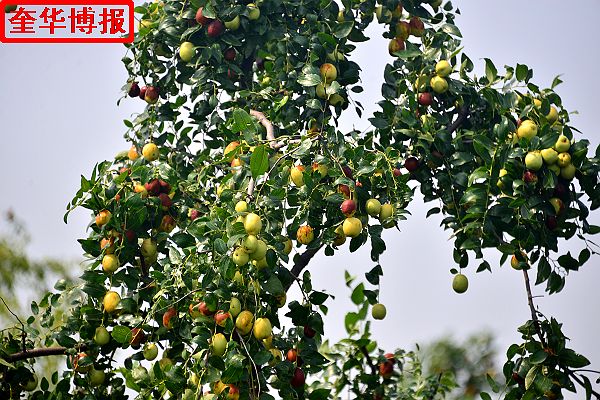 2014年9月13日星期六，聊城市民及济南、青岛的游客来到山东省茌平县肖庄镇圆铃大枣生态园里，进行自由采摘， ...