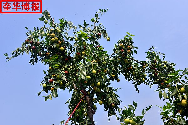 肖庄镇圆铃大枣生态园里来了城里客人