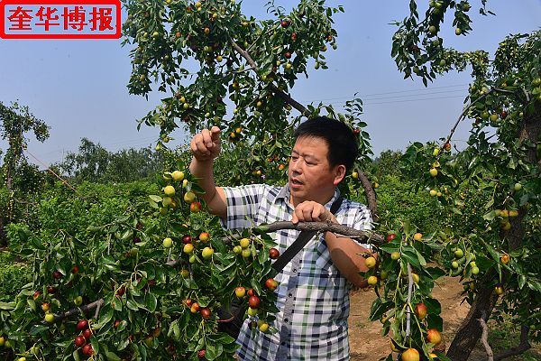 肖庄镇圆铃大枣生态园里来了城里客人