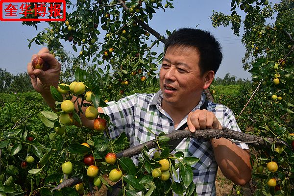 肖庄镇圆铃大枣生态园里来了城里客人