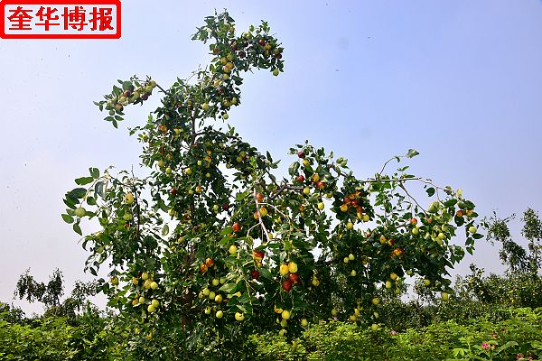 肖庄镇圆铃大枣生态园里来了城里客人