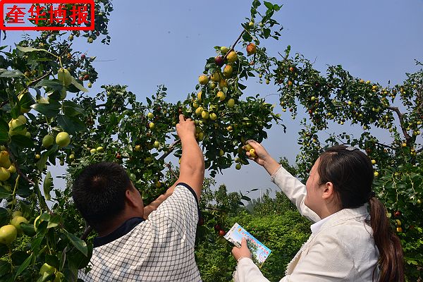 肖庄镇圆铃大枣生态园里来了城里客人