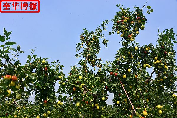 肖庄镇圆铃大枣生态园里来了城里客人